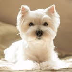 🐾 Westie ❤