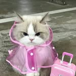 According to cat's