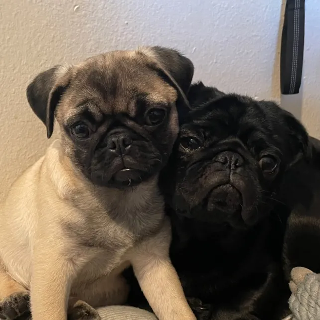🐾 Frankie and Luna 🐾