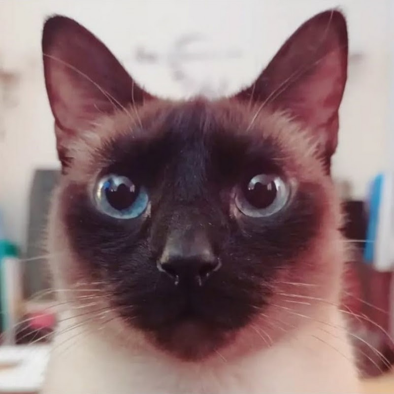 The Curious Cat Library