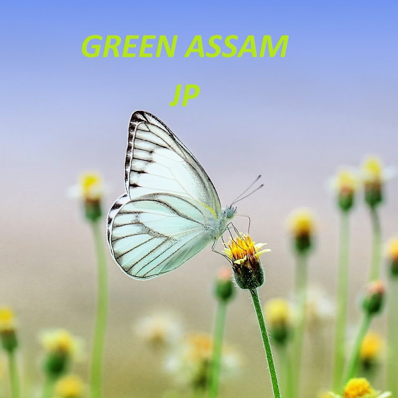 Green Assam JP