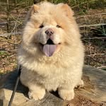 Bow🌈 Nuage☁️’s brother