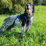 Mucchino il king dei setter