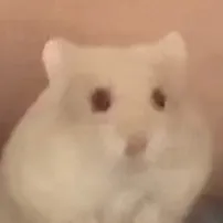 Hampter guy