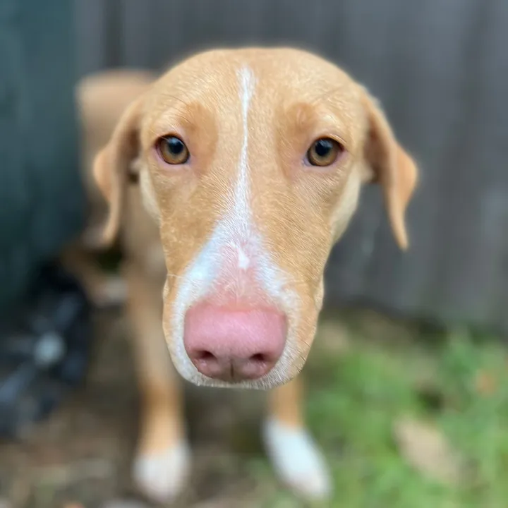 One Step Closer Animal Rescue