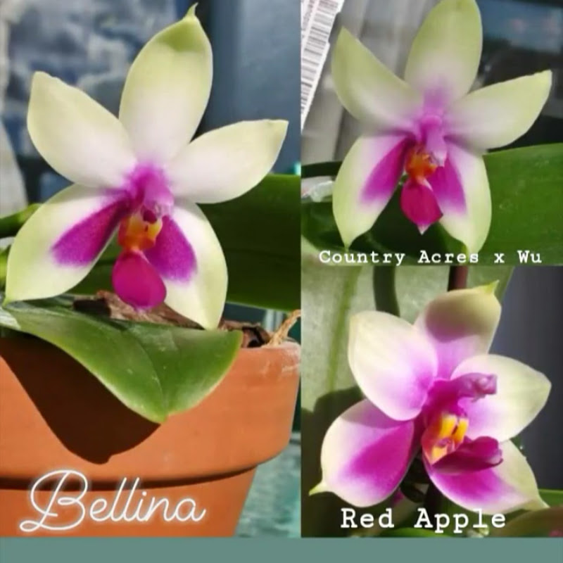 lifeofbellina