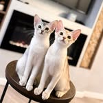 SALVADOR AND ATHENA
