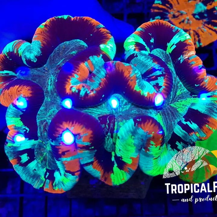 tropicalfishandproducts