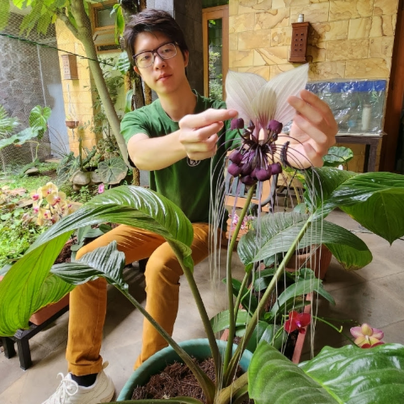 Stephen Alexander Kuwadi: Plants