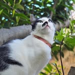 Marie 👑🐈💖