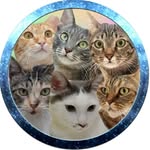 𝐓𝐢𝐠𝐠𝐞𝐫 & 𝐌𝐨𝐜𝐡𝐢😸