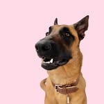 Lúcio the Mali-Dork