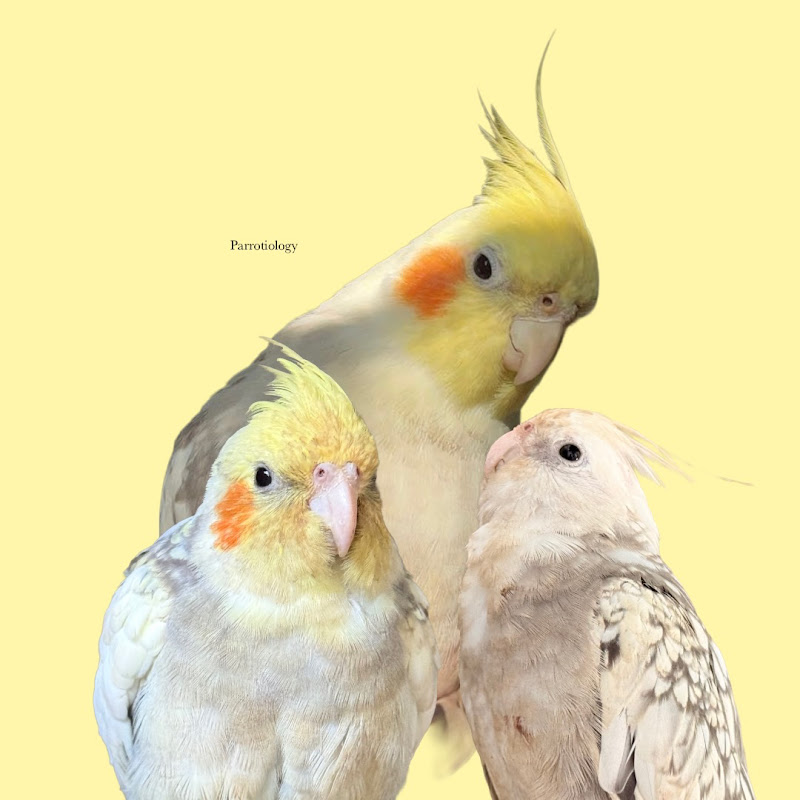 Parrotiology