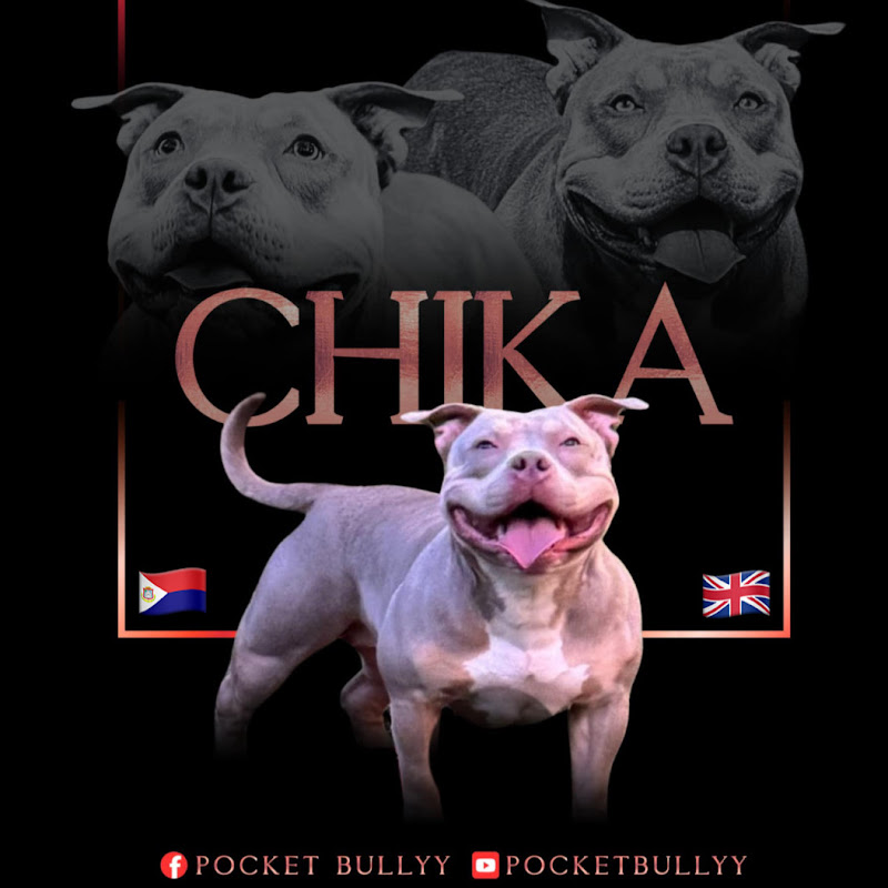 Pocket bully paws 