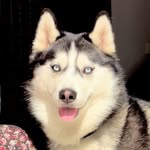 𝐀𝐍𝐍𝐀 𝐖𝐎𝐋𝐅🐺|𝐏𝐔𝐍𝐉𝐀𝐁𝐈☬𝐇𝐔𝐒𝐊𝐘|
