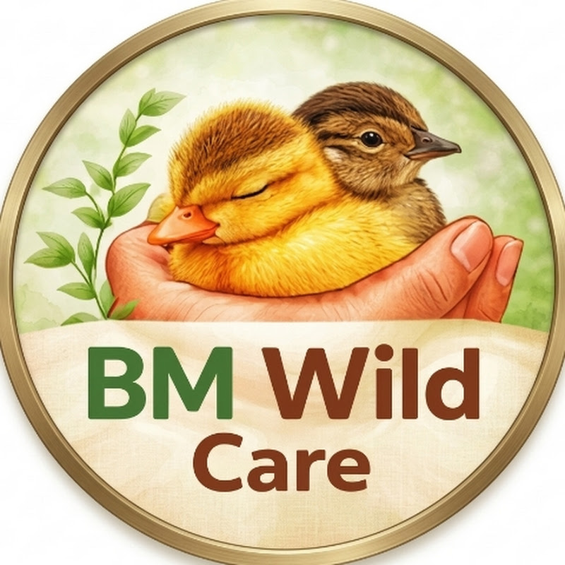 BM Wild care