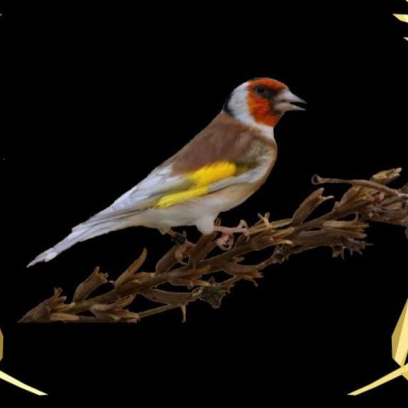 Carduelis Carduelis