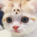 にゃんすとこぱん