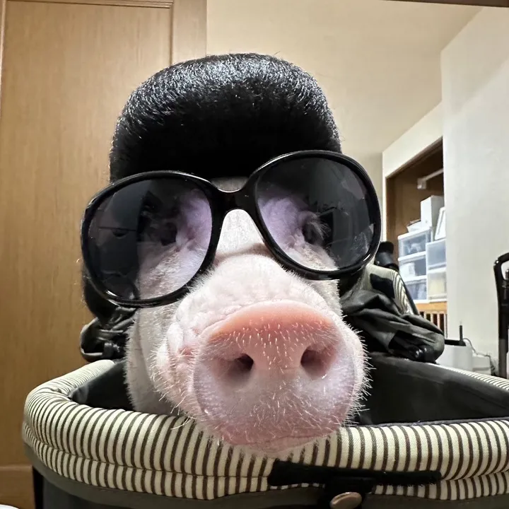 めんべぇ家🐽💢