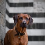 My fit Ridgeback
