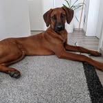 ridgeback_hailey