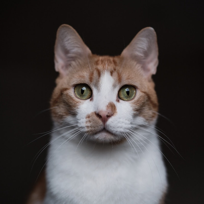 SushiCat with Potatoes