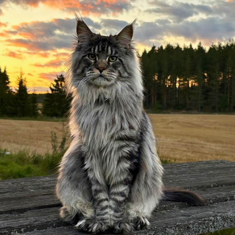 Brock The Maine Coon