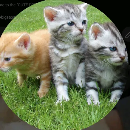 Cute Pets