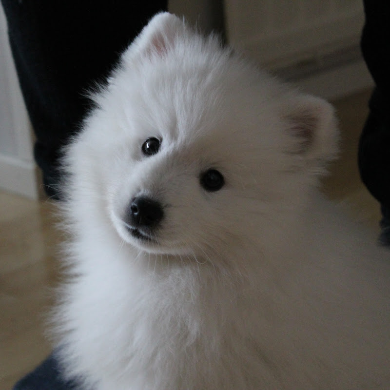 Tessu The Spitz 