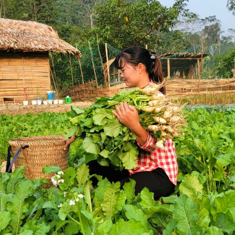 trieu thị senh