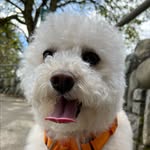 Mochi