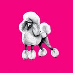 PUDELEK 🐩