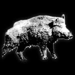 100% Wild Boar Hunting