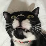Scrimpus