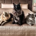 👑Catarina, Leopoldo e Massimo👑