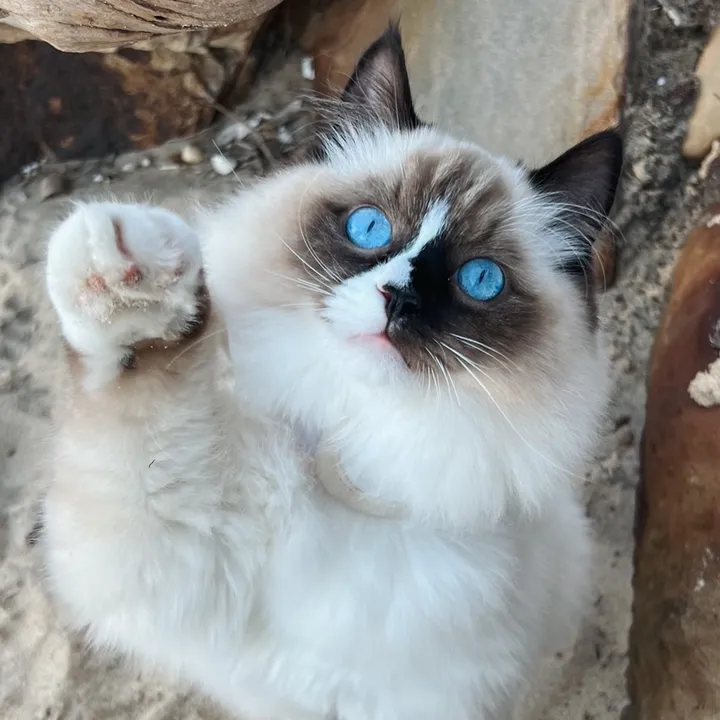 Bruno The Beach Cat