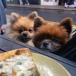 Jesse 🐾 Dog Friendly Guide 📍Dublin & Ireland
