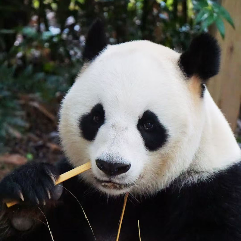 Pandaworld