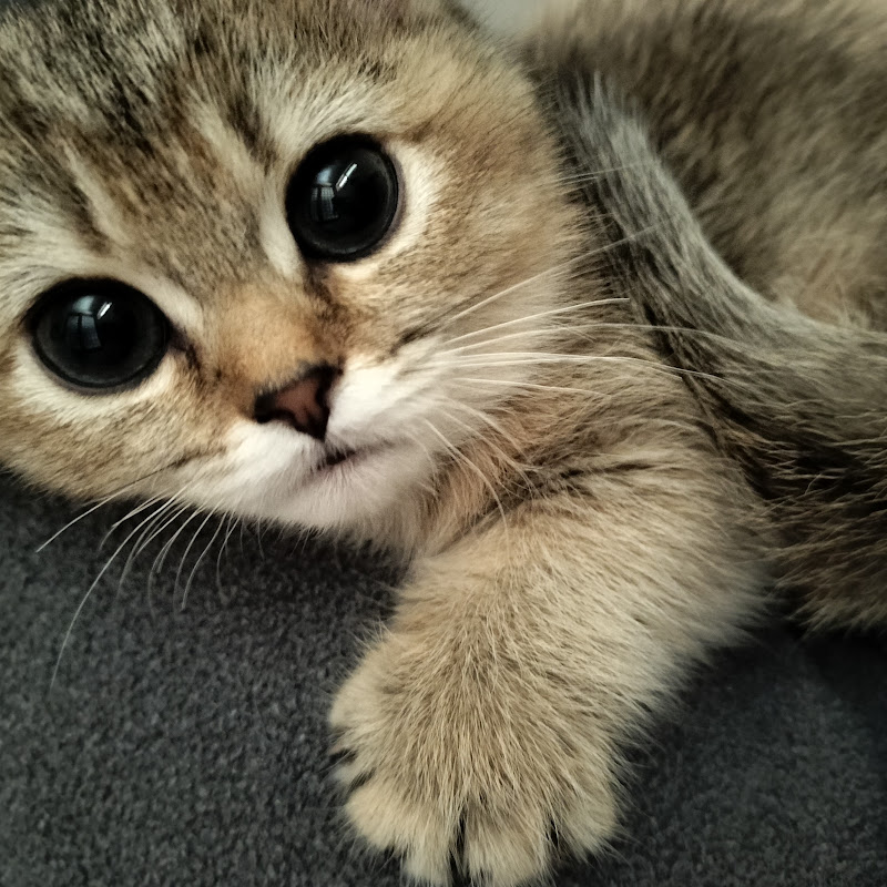 リリ姫貢がれ日記 Munchkin Cat