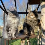 Divina Felium | Maine Coon Cats