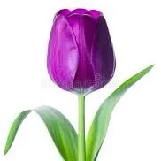 🌷ＴＵＬＩＰ🌷
