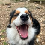 Juniper