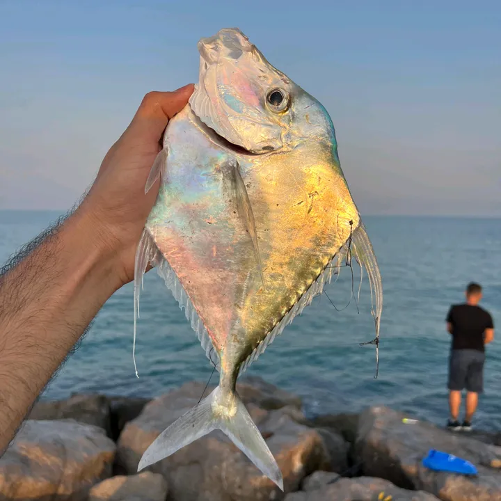 Tabrez__mujawar14 🎣