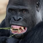 TheGorillaKeeper