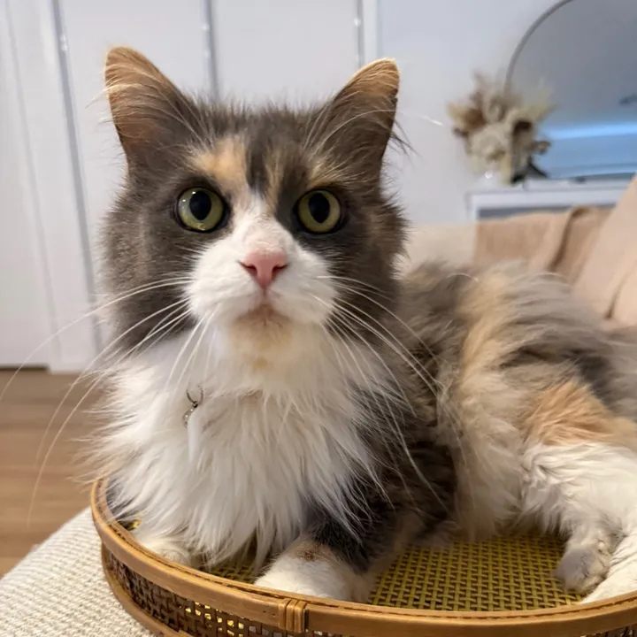 kitty