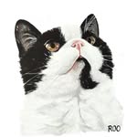 roo