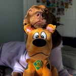 Scooby | Lilian
