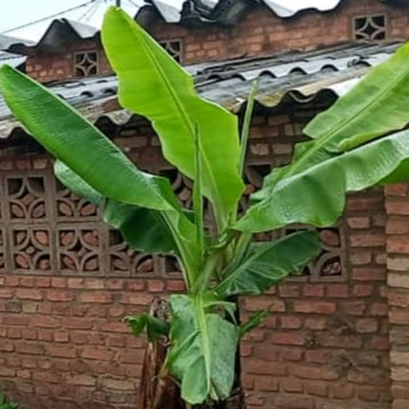 Slow living Lifestyle 