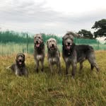 Wolvebrigg Irish Wolfhounds