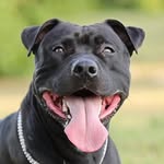 Will Pitbull